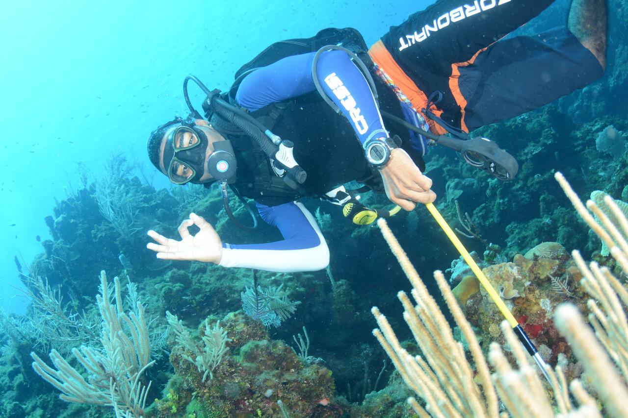 Seagrape Plantation Resort & Dive Center West End Buitenkant foto
