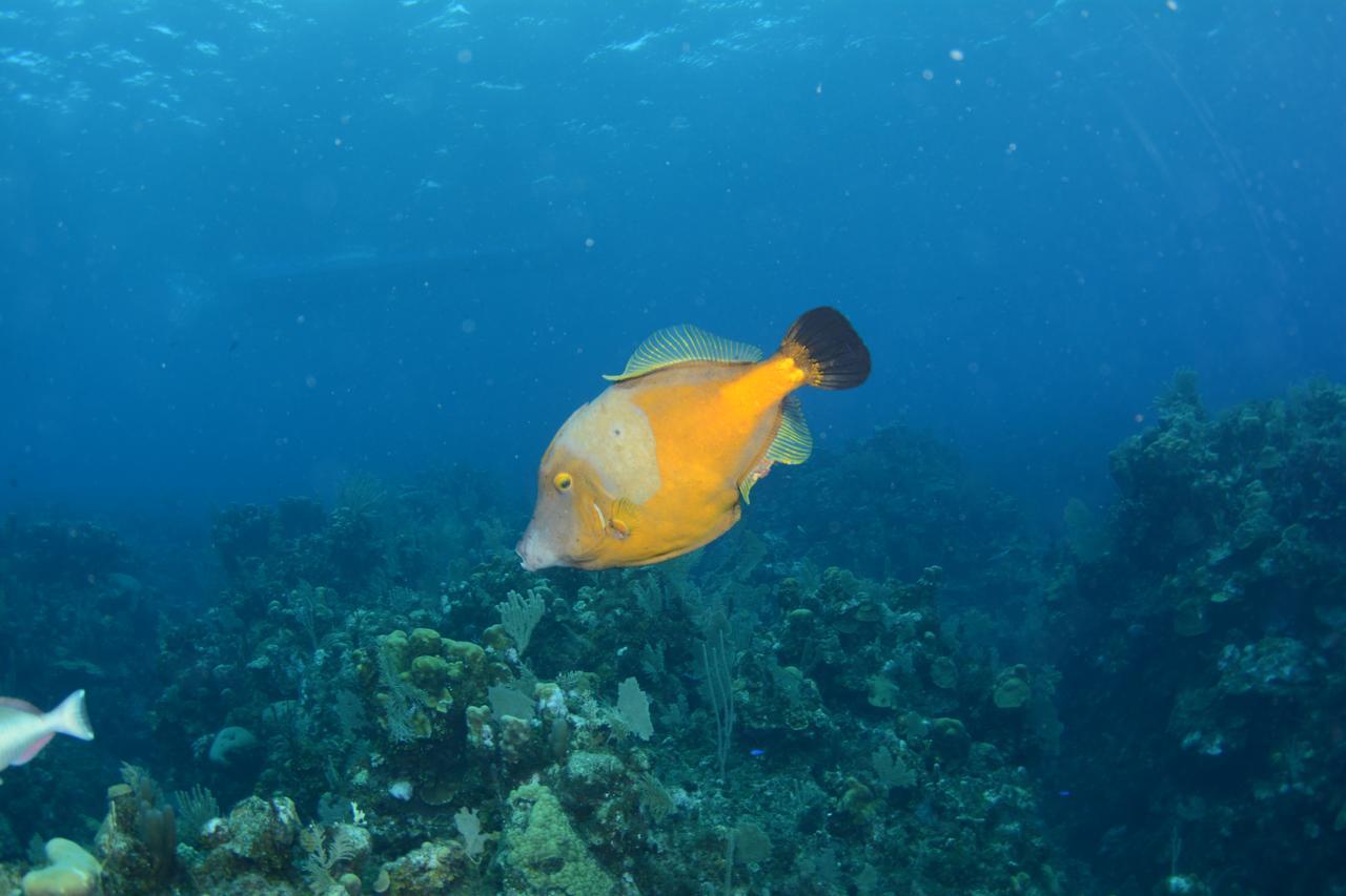 Seagrape Plantation Resort & Dive Center West End Buitenkant foto