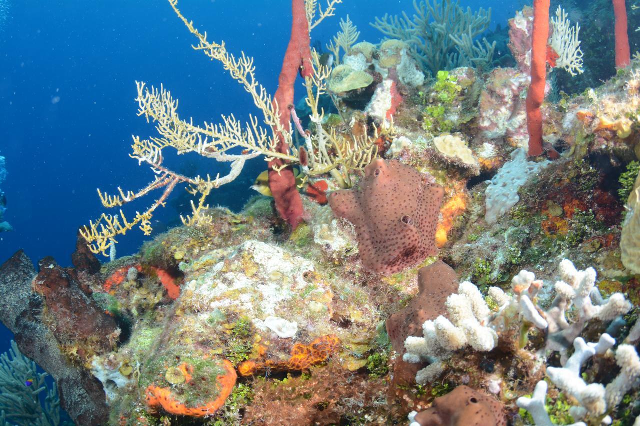 Seagrape Plantation Resort & Dive Center West End Buitenkant foto
